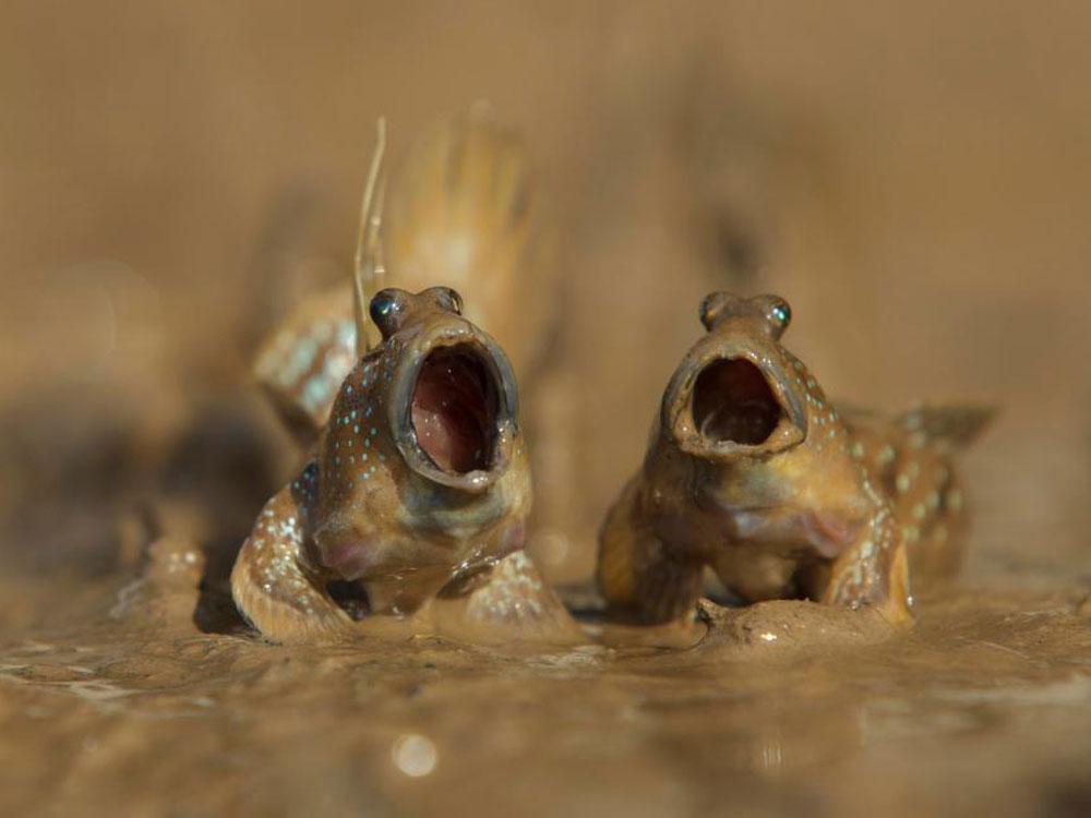 Animales_Chistosos_23