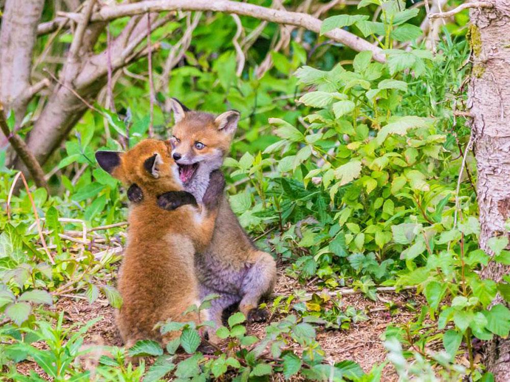 Animales_Chistosos_26