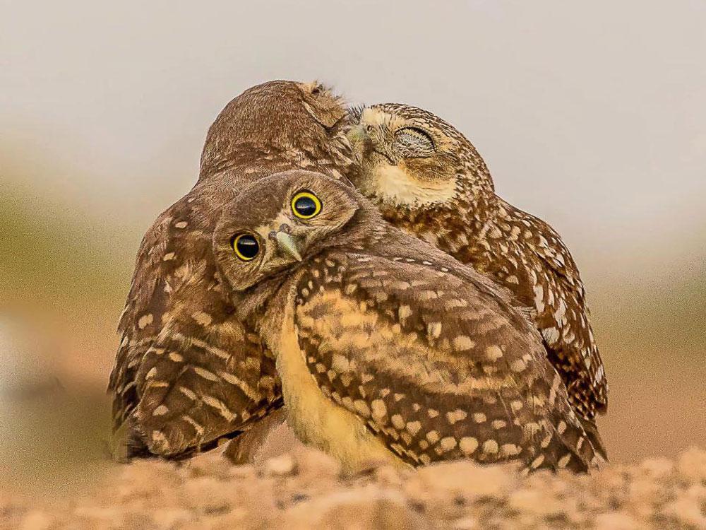 Animales_Chistosos_3