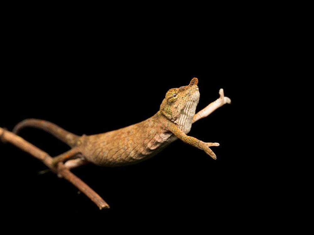 Animales_Chistosos_4
