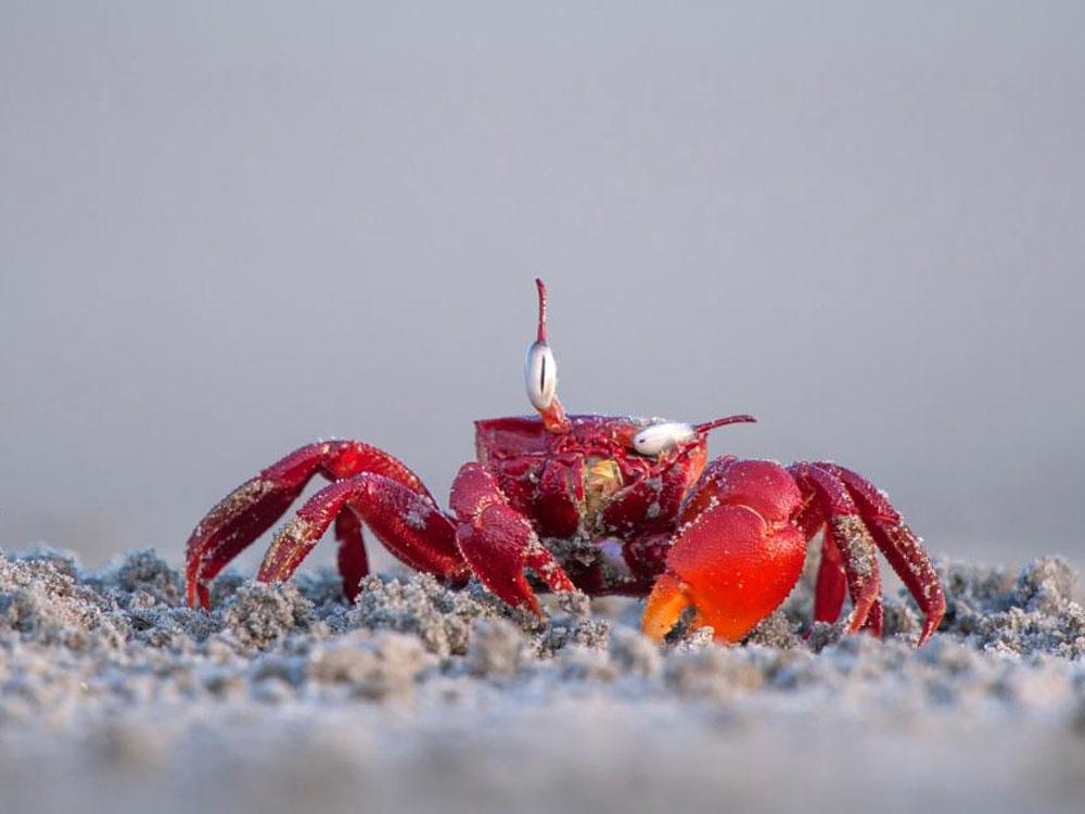 Animales_Chistosos_5
