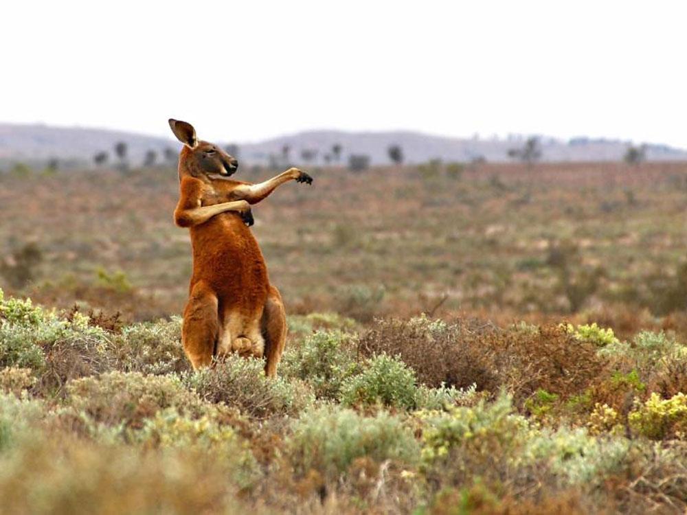 Animales_Chistosos_6