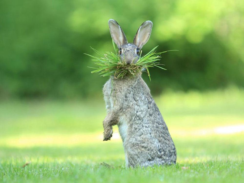 Animales_Chistosos_7