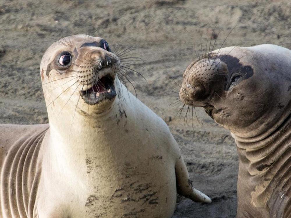 Animales_Chistosos_8