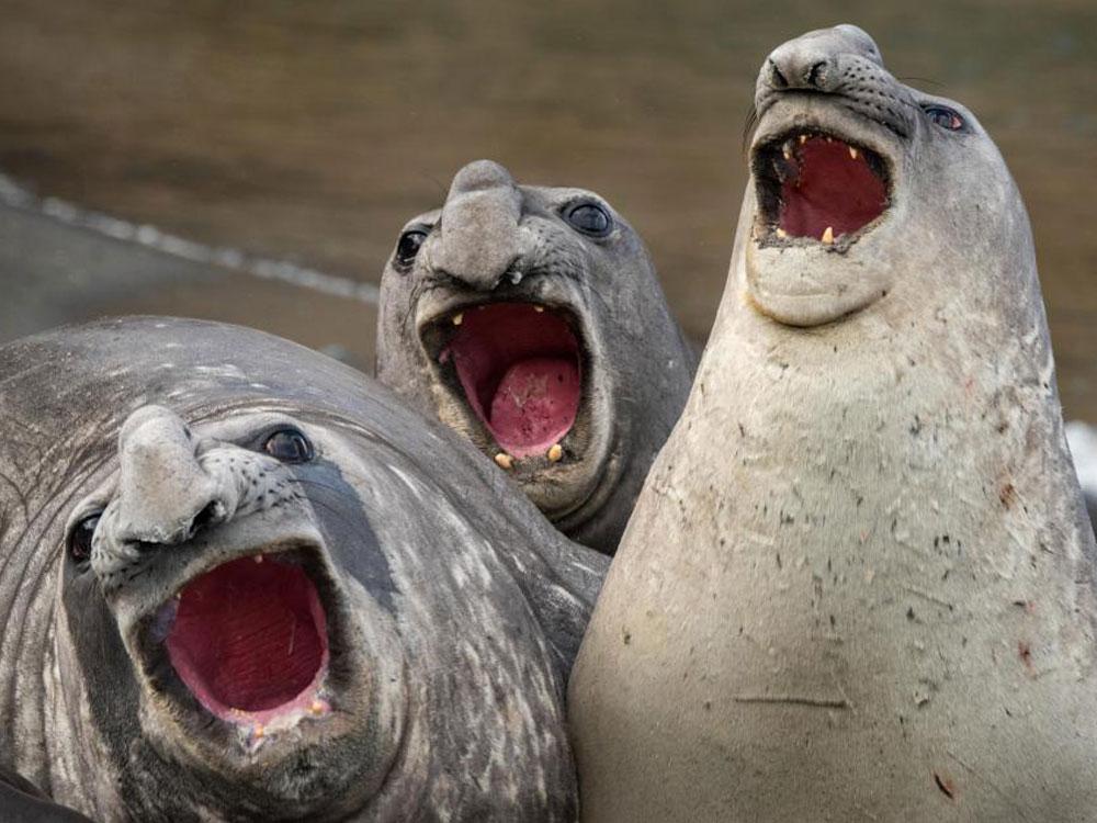 Animales_Chistosos_9