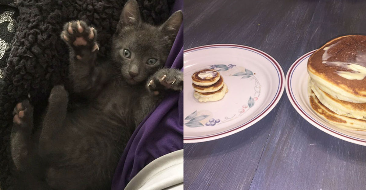 Gatito-hotcakes-miniatura