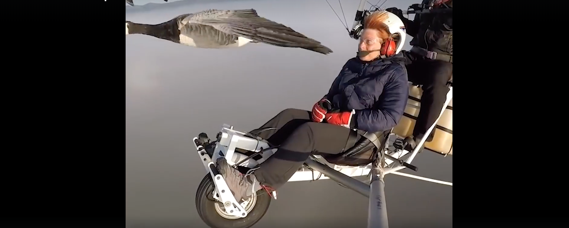 aves-pajaros-volar