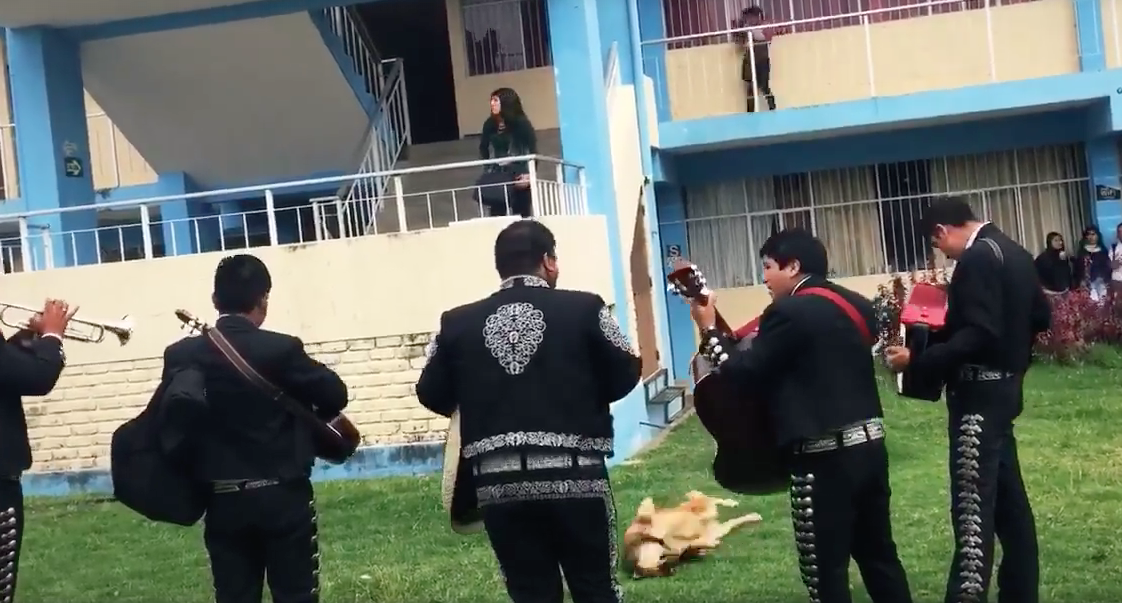 Perro_Rascandose