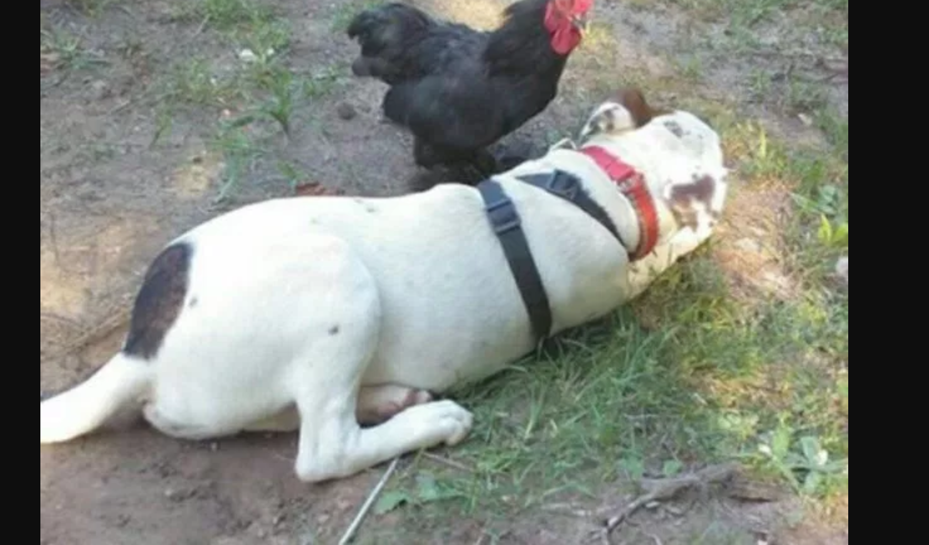 gallo-perro-frog-kikiribu
