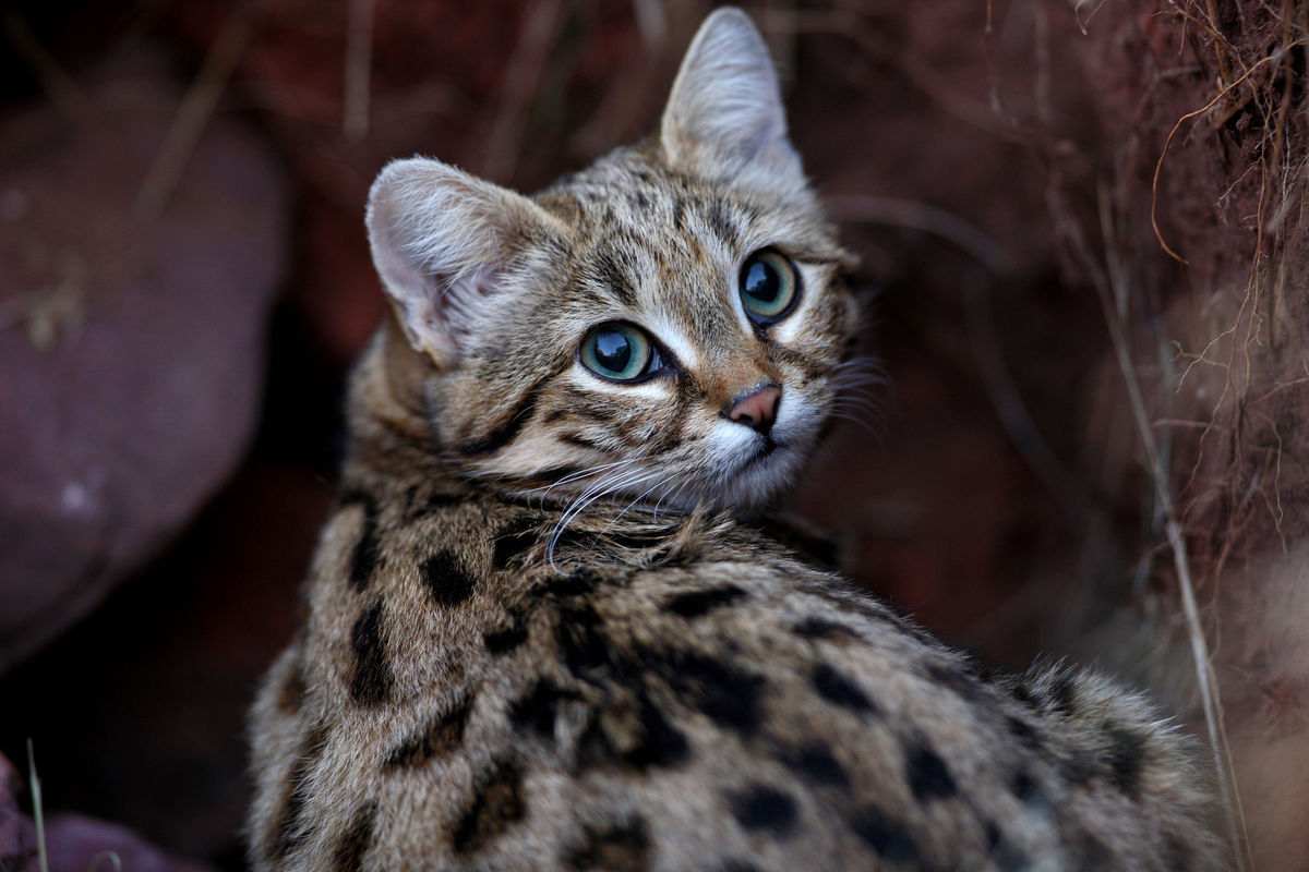 gato-patas-manchadas-negras-tierno-martal-mortifero