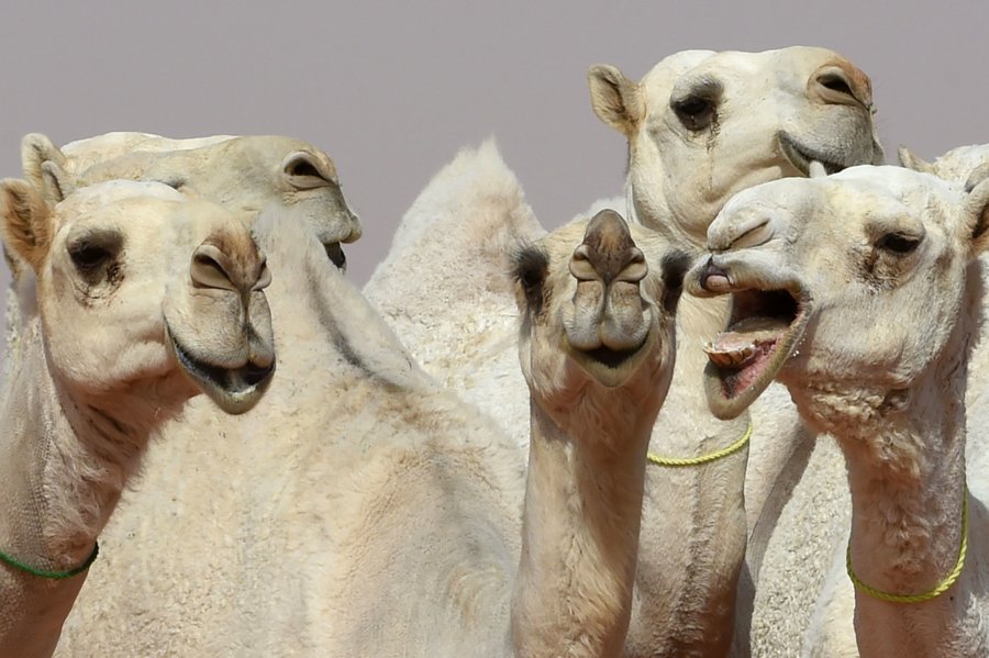 camellos-concurso-belleza