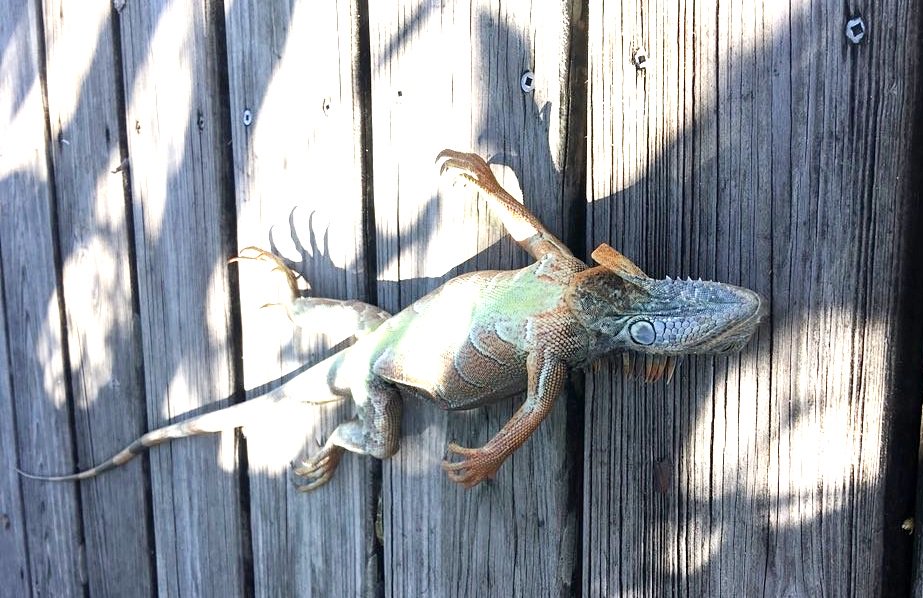 Iguana congelada que cayÃ³ de un Ã¡rbol en Florida