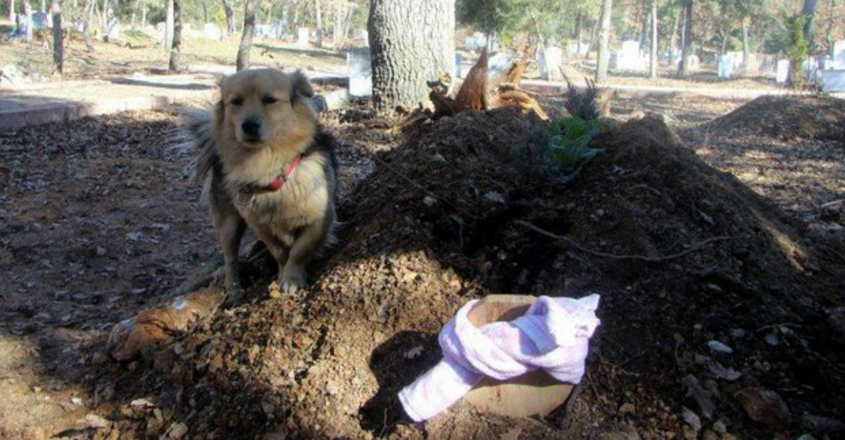 perrito-fiel-a-su-amo-1