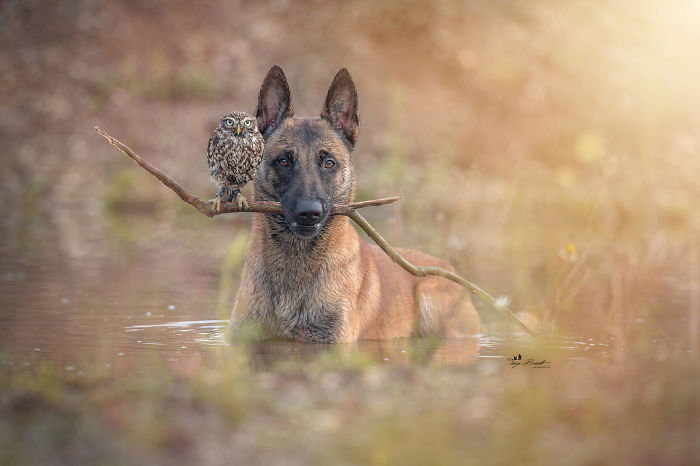 perrito-hubo-1