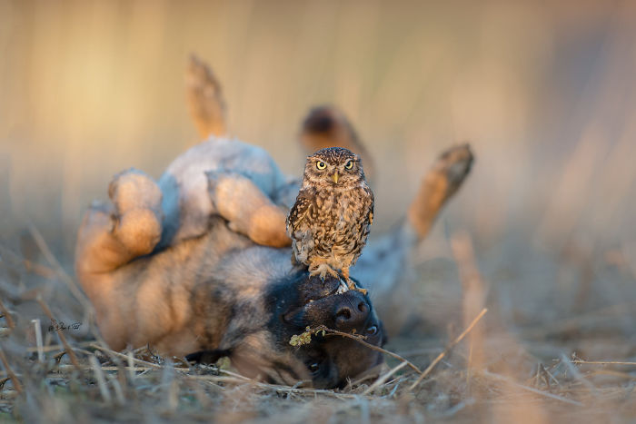 perrito-hubo-10