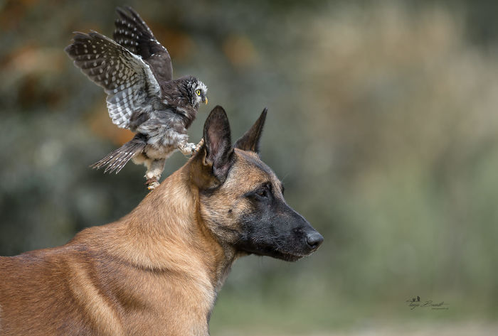 perrito-hubo-11