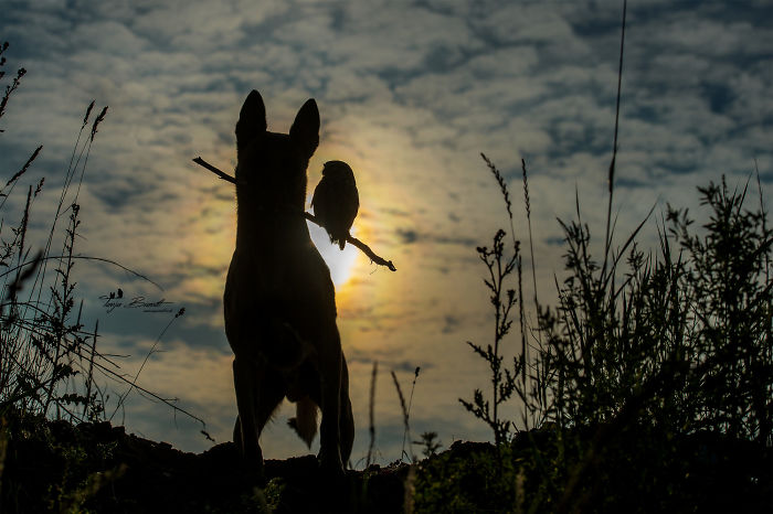 perrito-hubo-3