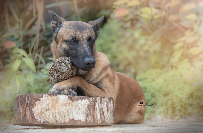 perrito-hubo-4