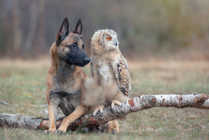 perrito-hubo-7
