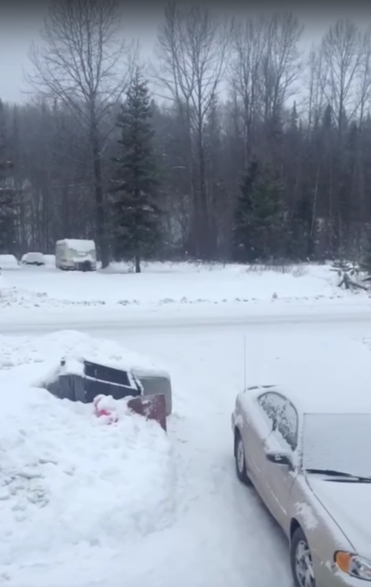 Escucha el escalofriante sonido que fue captado en un bosque canadiense