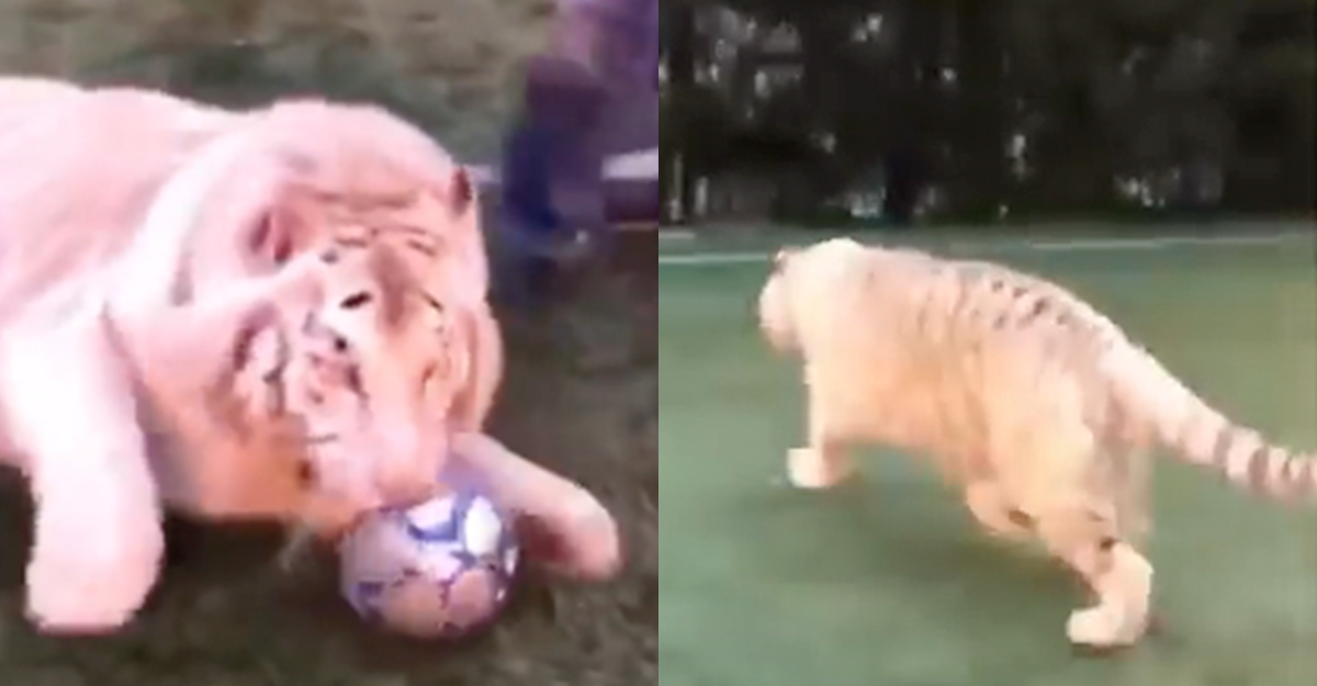 Tigre Blanco futbolista pelota video Rusia 2018 Mundial