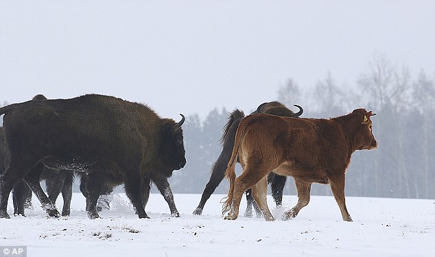 Una vaca escapó para vivir libre entre bisontes