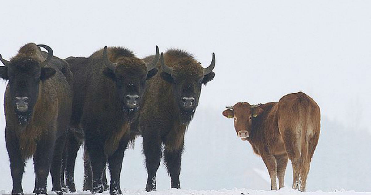 Una vaca escapó para vivir libre entre bisontes