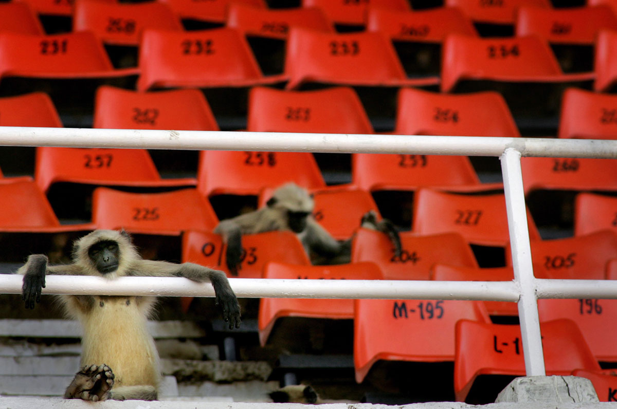 Animales que invadieron el campo de juego de deportes