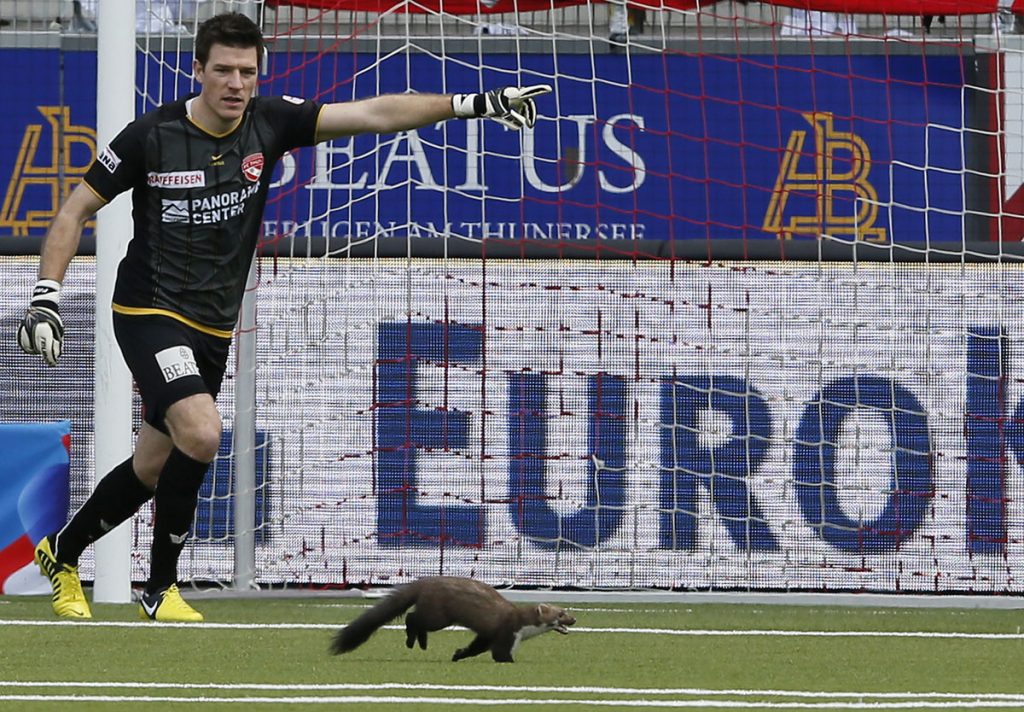 Animales que invadieron el campo de juego de deportes