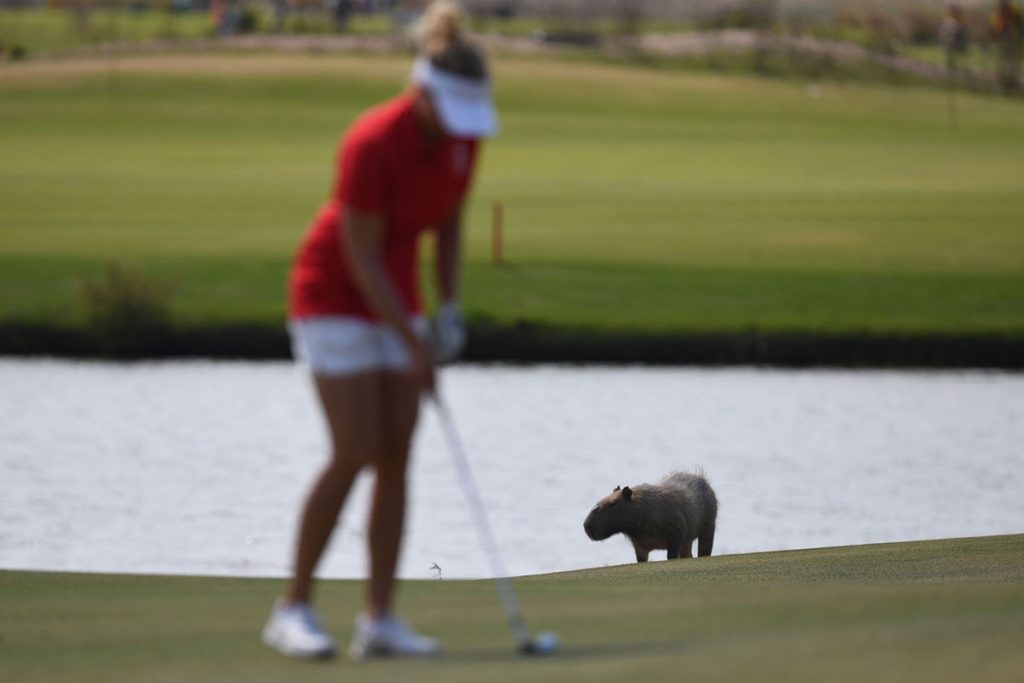 Animales que invadieron el campo de juego de deportes