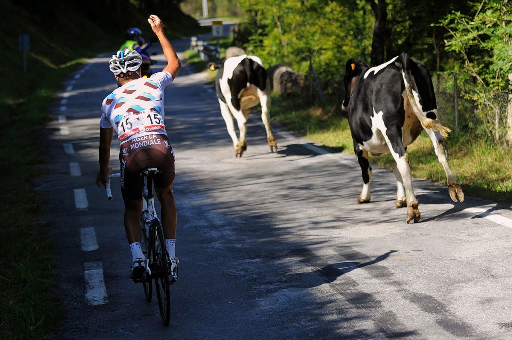 Animales que invadieron el campo de juego de deportes