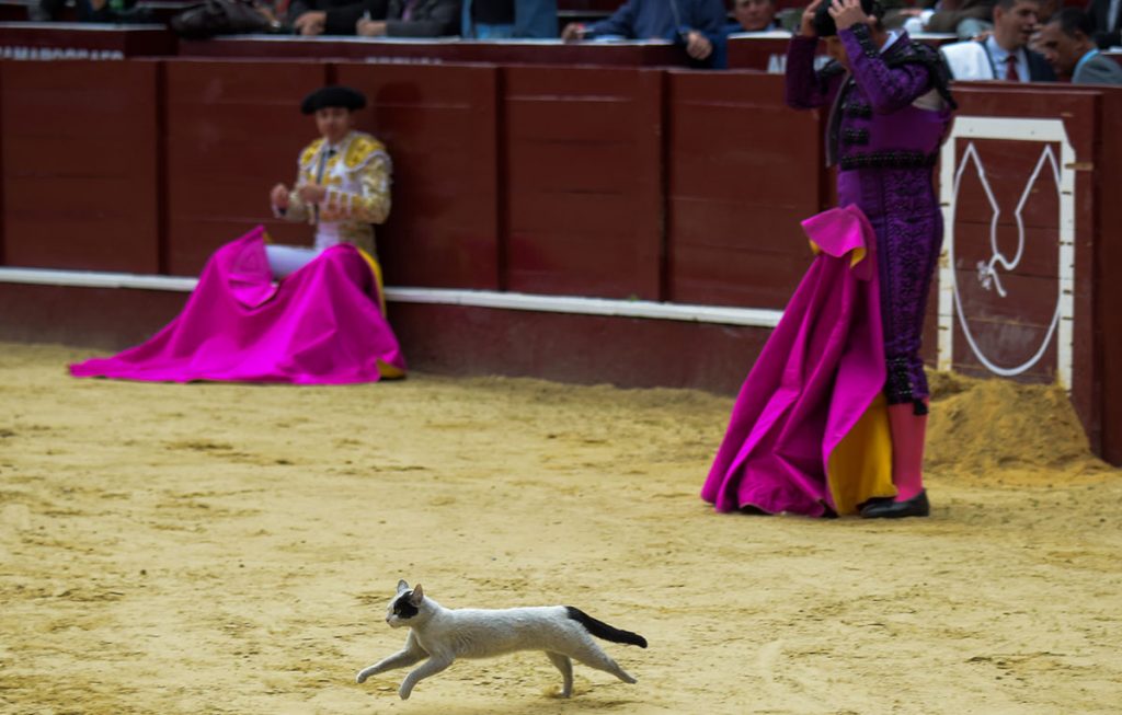 Animales que invadieron el campo de juego de deportes