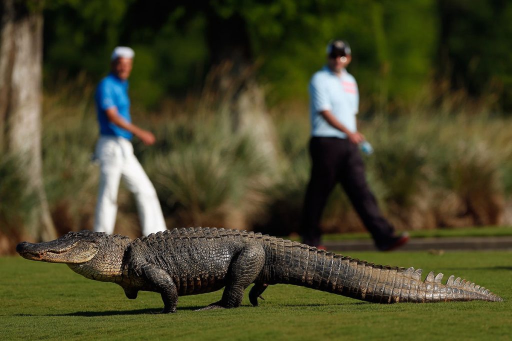 Animales que invadieron el campo de juego de deportes