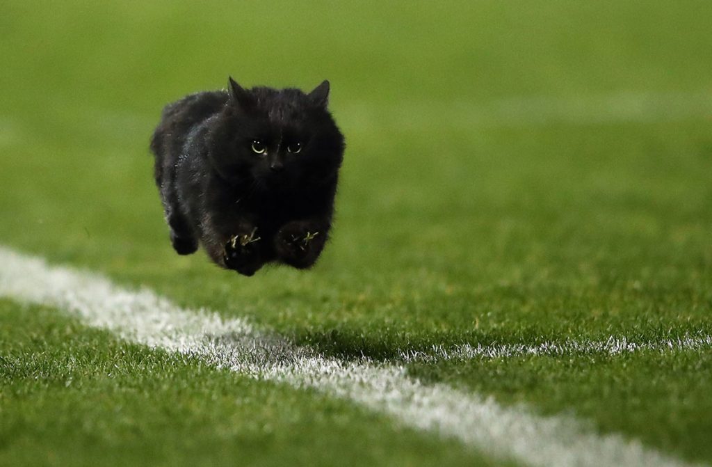 Animales que invadieron el campo de juego de deportes