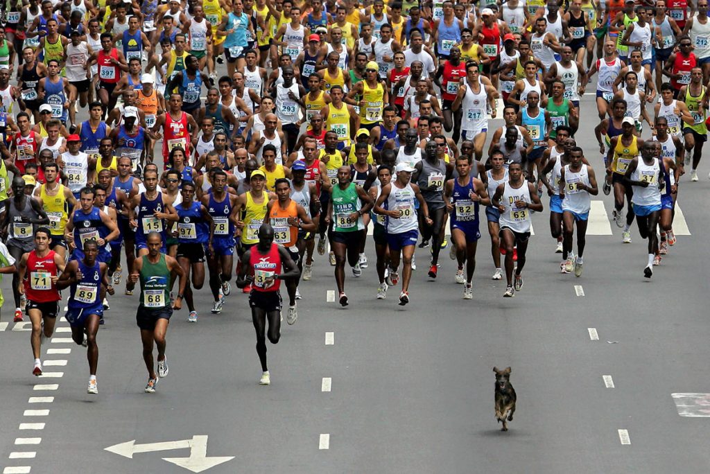 Animales que invadieron el campo de juego de deportes