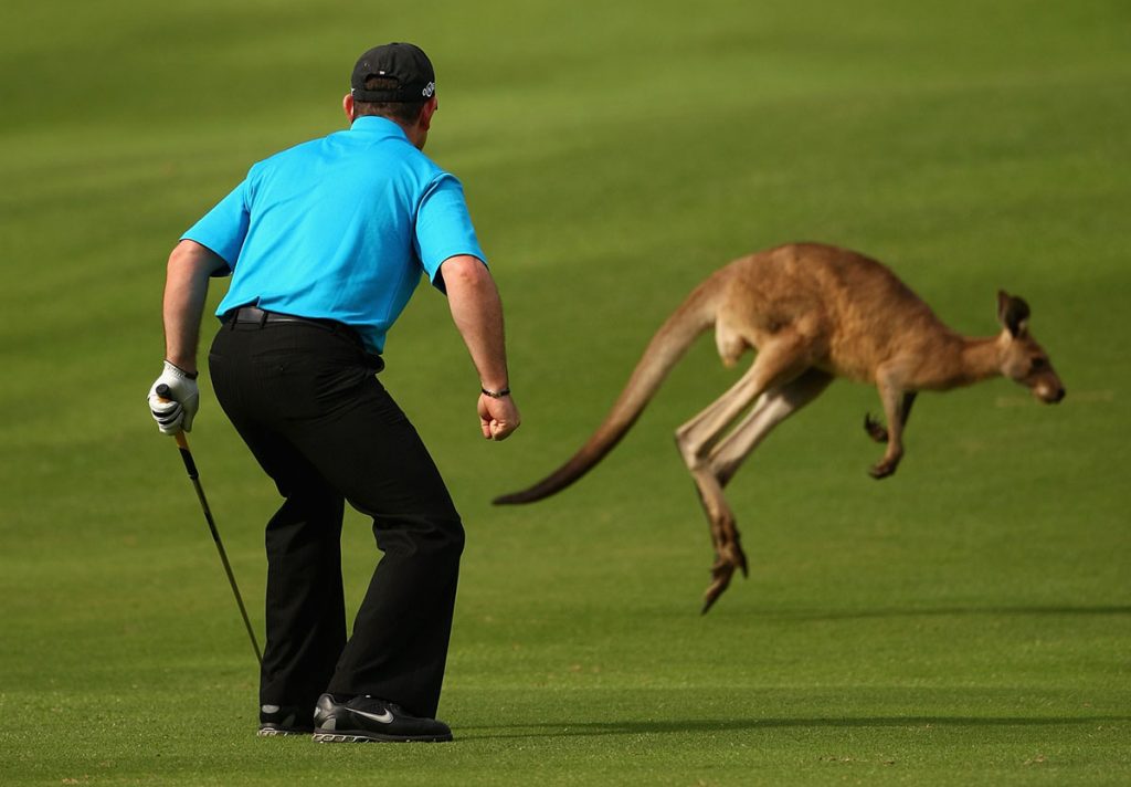 Animales que invadieron el campo de juego de deportes