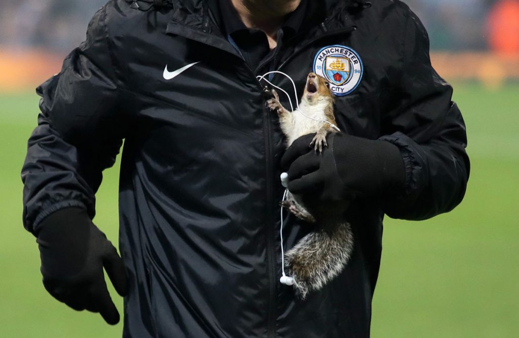 Animales que invadieron el campo de juego de deportes