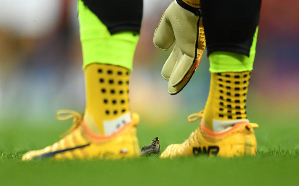 Animales que invadieron el campo de juego de deportes