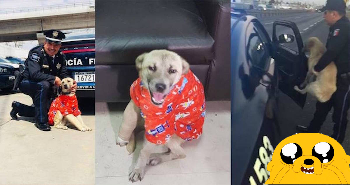 Perrito rescatado es la nueva mascota de la Policía Federal