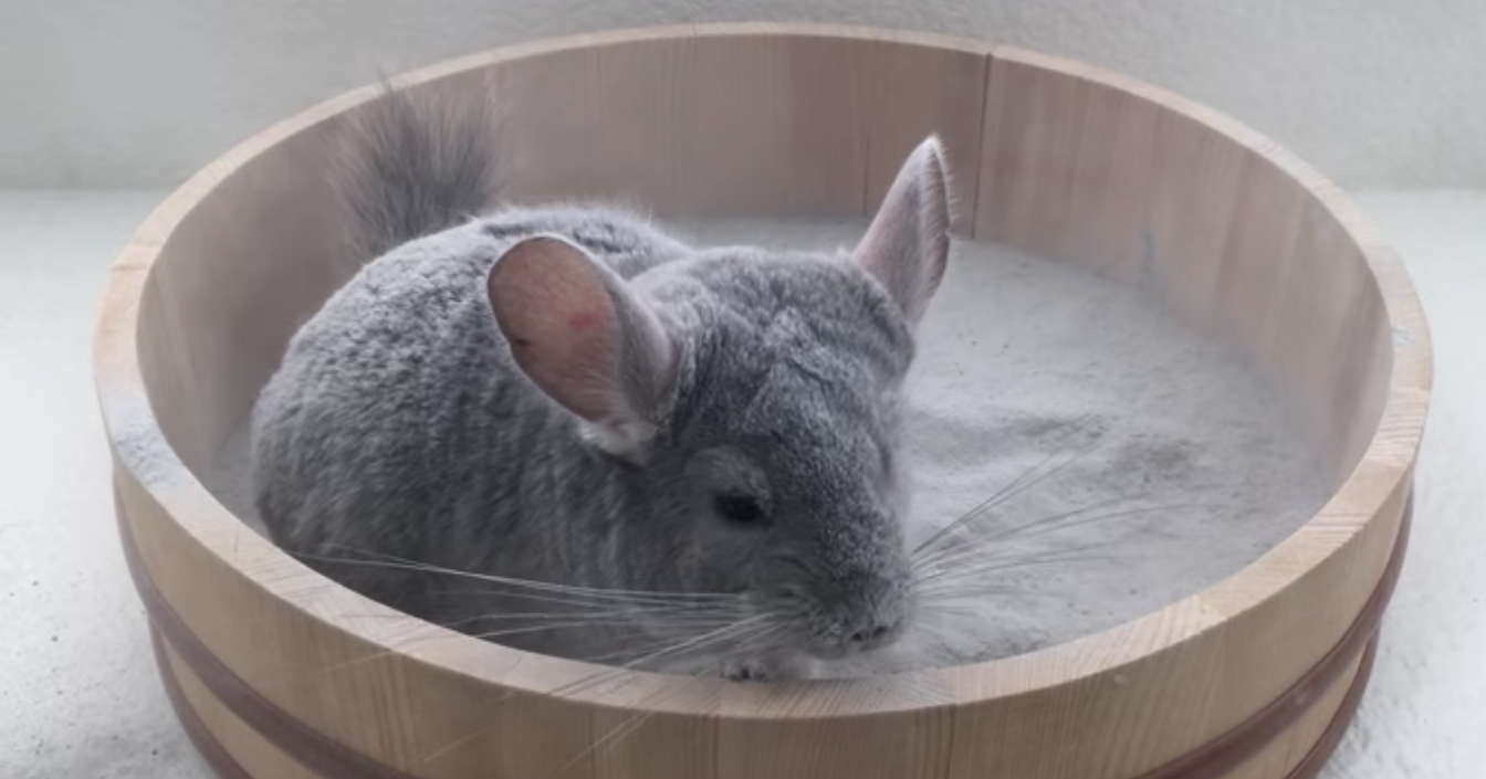 Chinchilla dÃ¡ndose un baÃ±o de arena