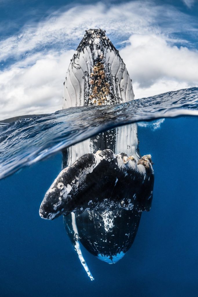 Estos fotógrafos ganaron premio a la mejor fotografía bajo el agua