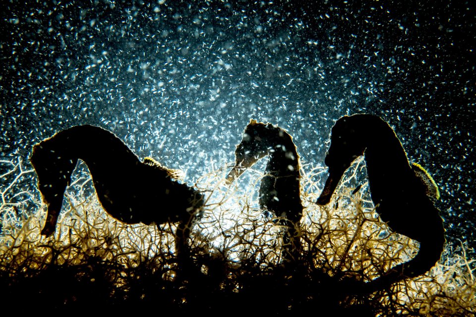 Estos fotógrafos ganaron premio a la mejor fotografía bajo el agua