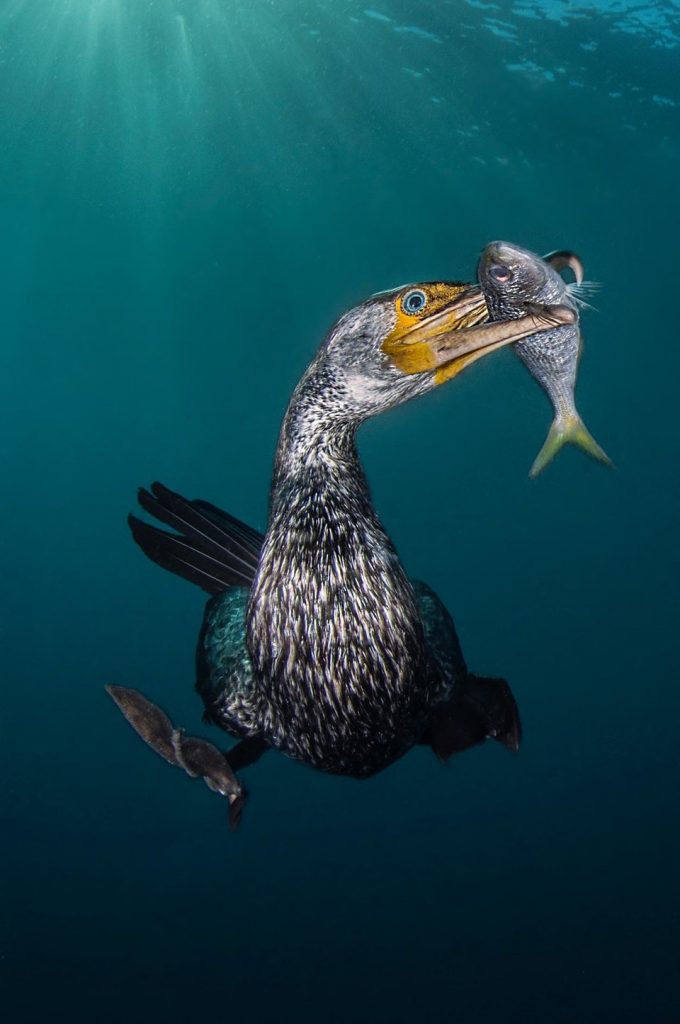 Estos fotógrafos ganaron premio a la mejor fotografía bajo el agua
