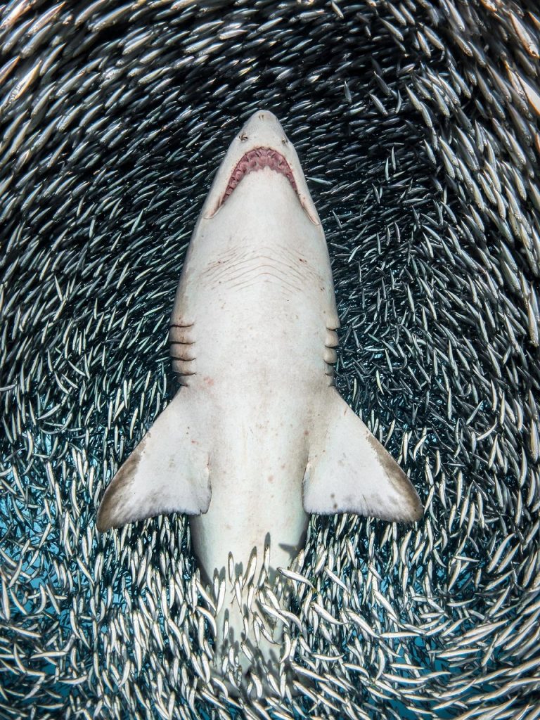 Estos fotógrafos ganaron premio a la mejor fotografía bajo el agua