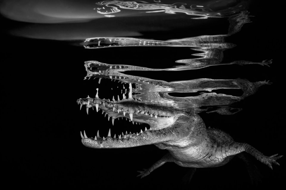 Estos fotógrafos ganaron premio a la mejor fotografía bajo el agua