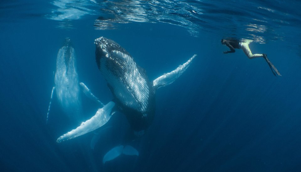 Estos fotógrafos ganaron premio a la mejor fotografía bajo el agua