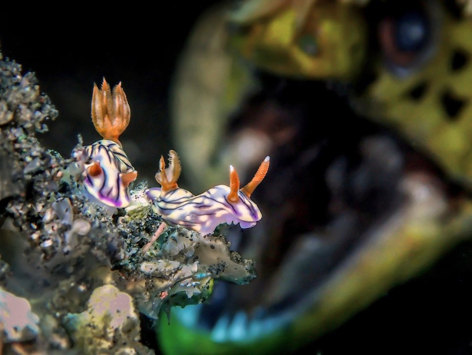 Estos fotógrafos ganaron premio a la mejor fotografía bajo el agua