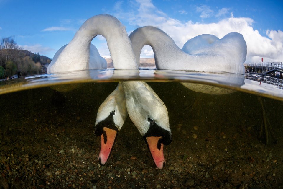 Estos fotógrafos ganaron premio a la mejor fotografía bajo el agua