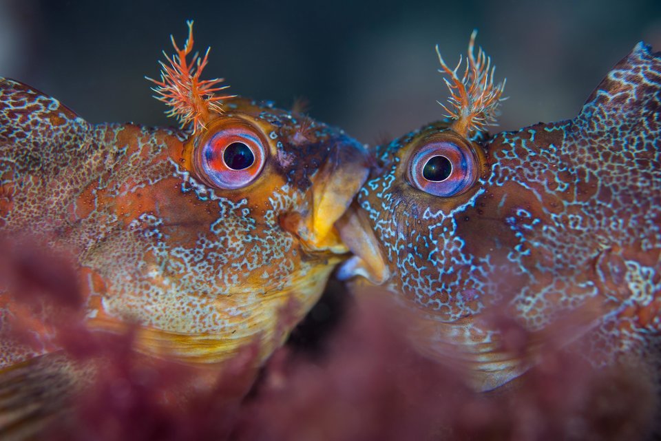 Estos fotógrafos ganaron premio a la mejor fotografía bajo el agua