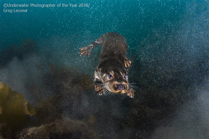 FotÃ³grafos ganaron premio a la mejor fotografÃ­a bajo el agua